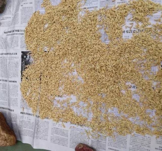 海南生产的水稻新种如何打破种子休眠提高发芽率附实操方法