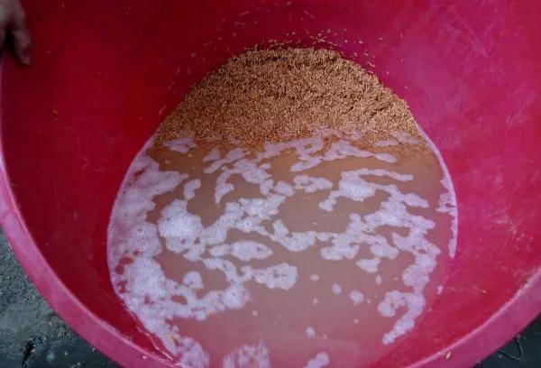 3,用强氯精消毒每公斤种子用4克强氯精或300倍强氯精溶液(将强氯精药