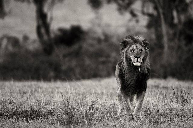 老恩传奇带领5雄狮征战荒野大象见了也要绕道走