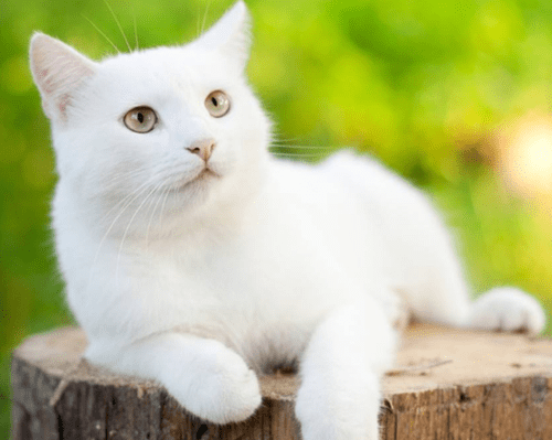 原创【个人养宠经验分享】成年的白猫可以喝羊奶粉吗