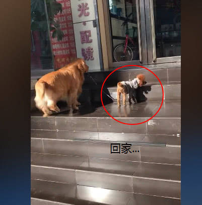 金毛带泰迪出去玩,回来时泰迪一直用头撞门,网友靠近一看笑出泪