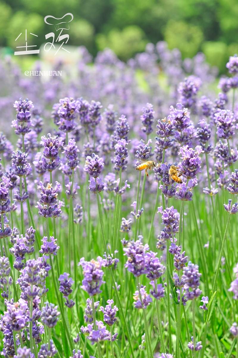 原创最美五月来无锡雪浪山看薰衣草吧带你徜徉浪漫的紫色花海