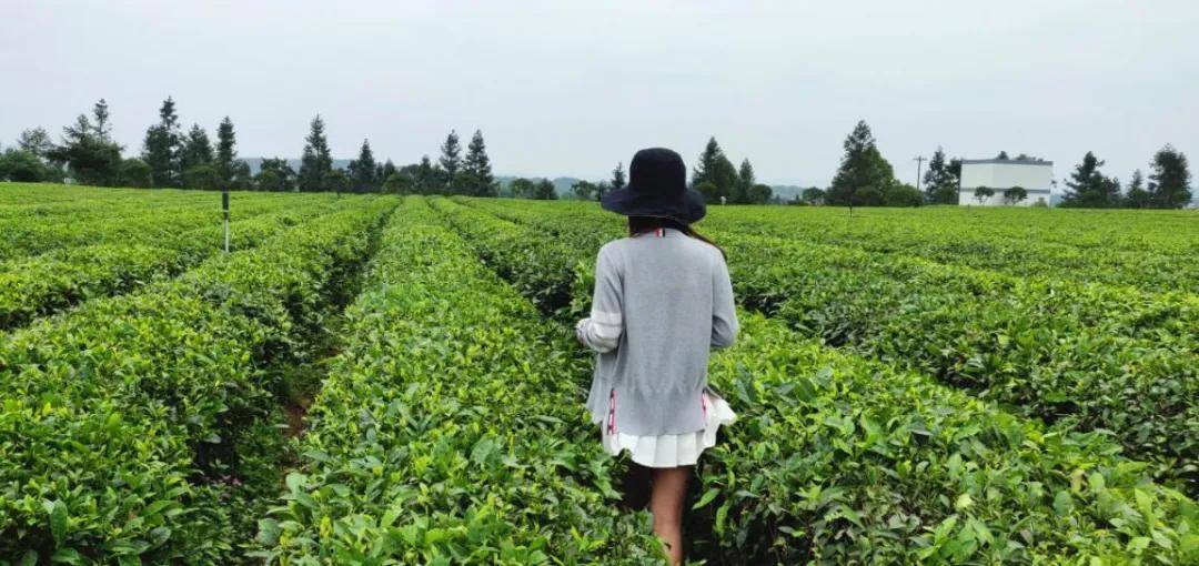 辞春迎夏采茶去，跟奇骏翻越茶山品香茗