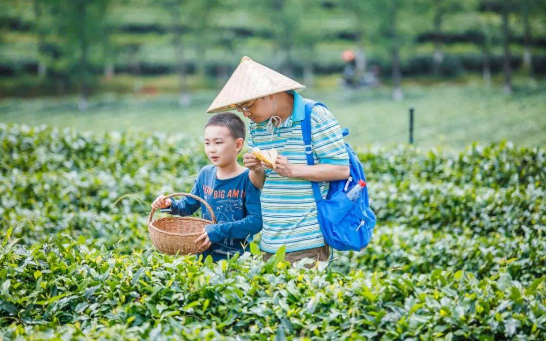 辞春迎夏采茶去，跟奇骏翻越茶山品香茗