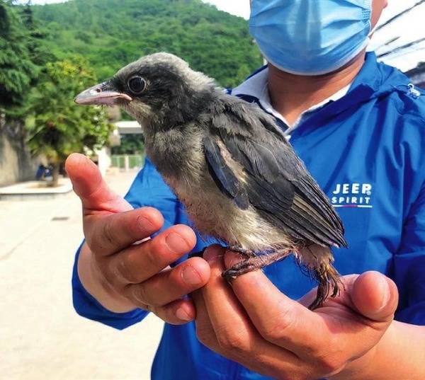 寶雞市民救起落地雛鳥系國家保護鳥類紅嘴藍鵲