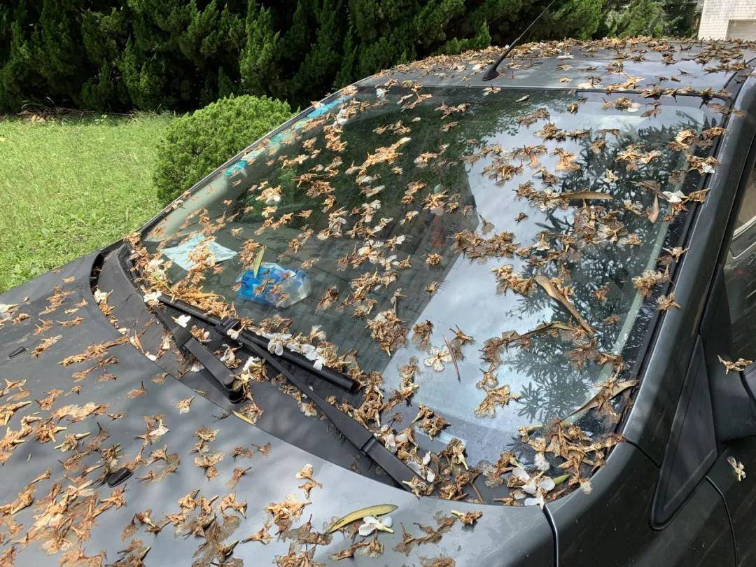 乐知道夏天除了暴晒你的爱车车漆还怕这些