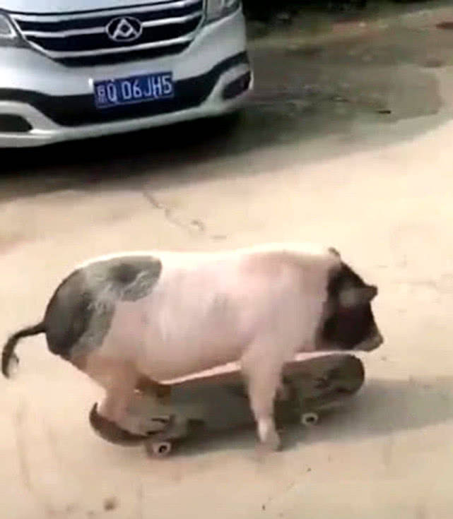 原创宠物猪玩滑板贼溜,扭个屁股就开始滑行,路人看后纷纷竖拇指