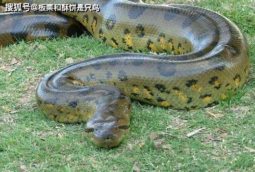 原创史前最大蟒蛇:泰坦巨蟒,身长可达15米,重1吨