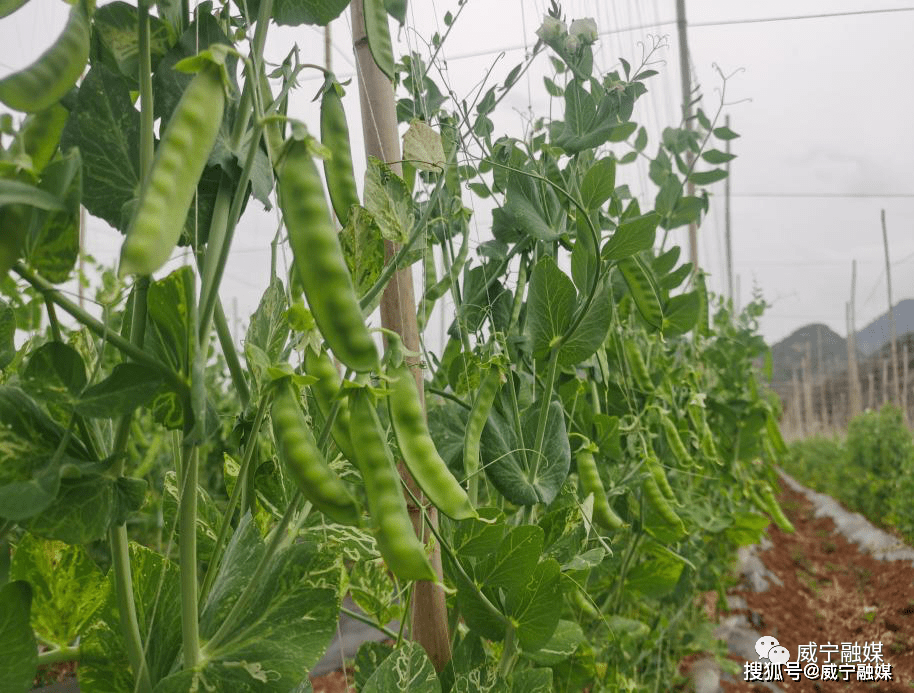 双龙镇水潮社区荷兰豆喜获丰收