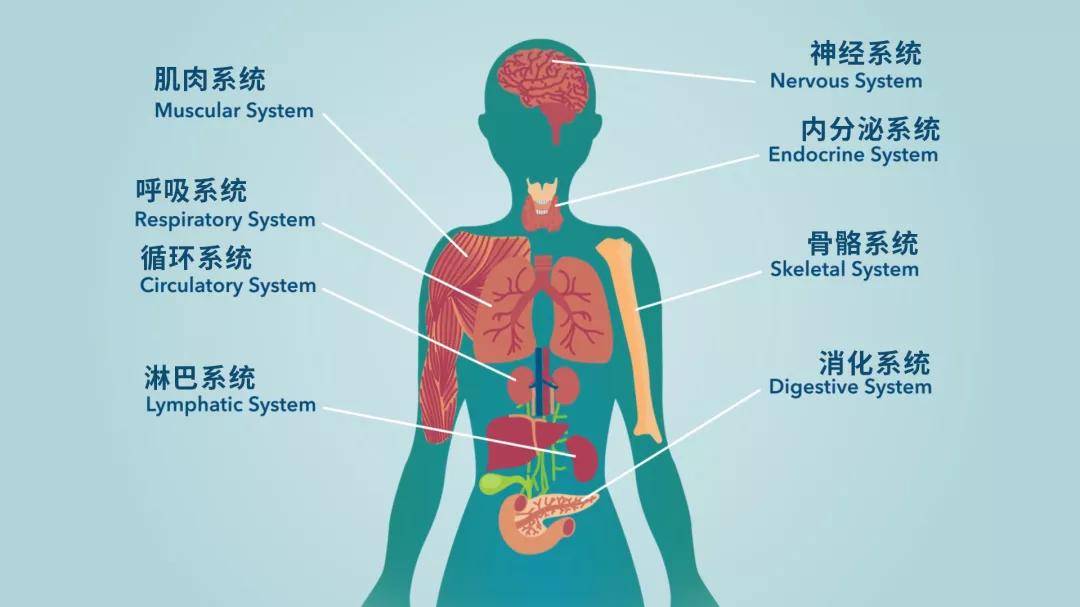 人体八大系统 简图图片