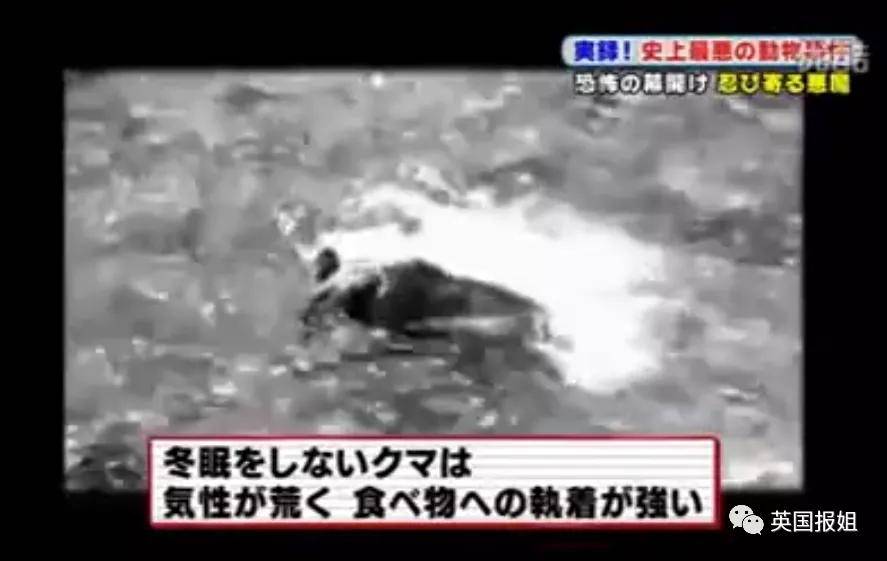 中国连续两起熊吃人事件!男童目睹母亲被撕咬,女子被叼走咬死