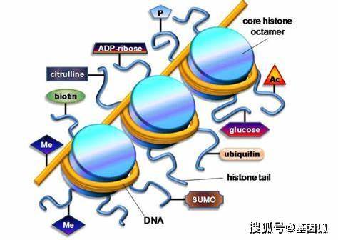 综述表观遗传学在恶性肿瘤发生发展和治疗中的新进展