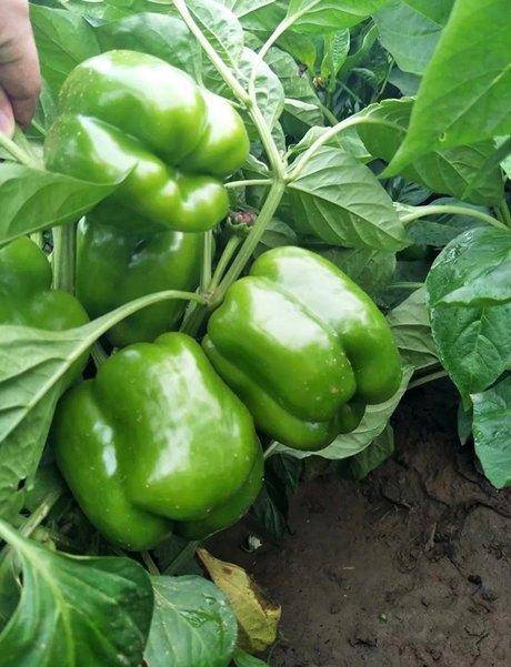 早熟肉厚灯笼形辣椒种子海丰16号甜椒种子