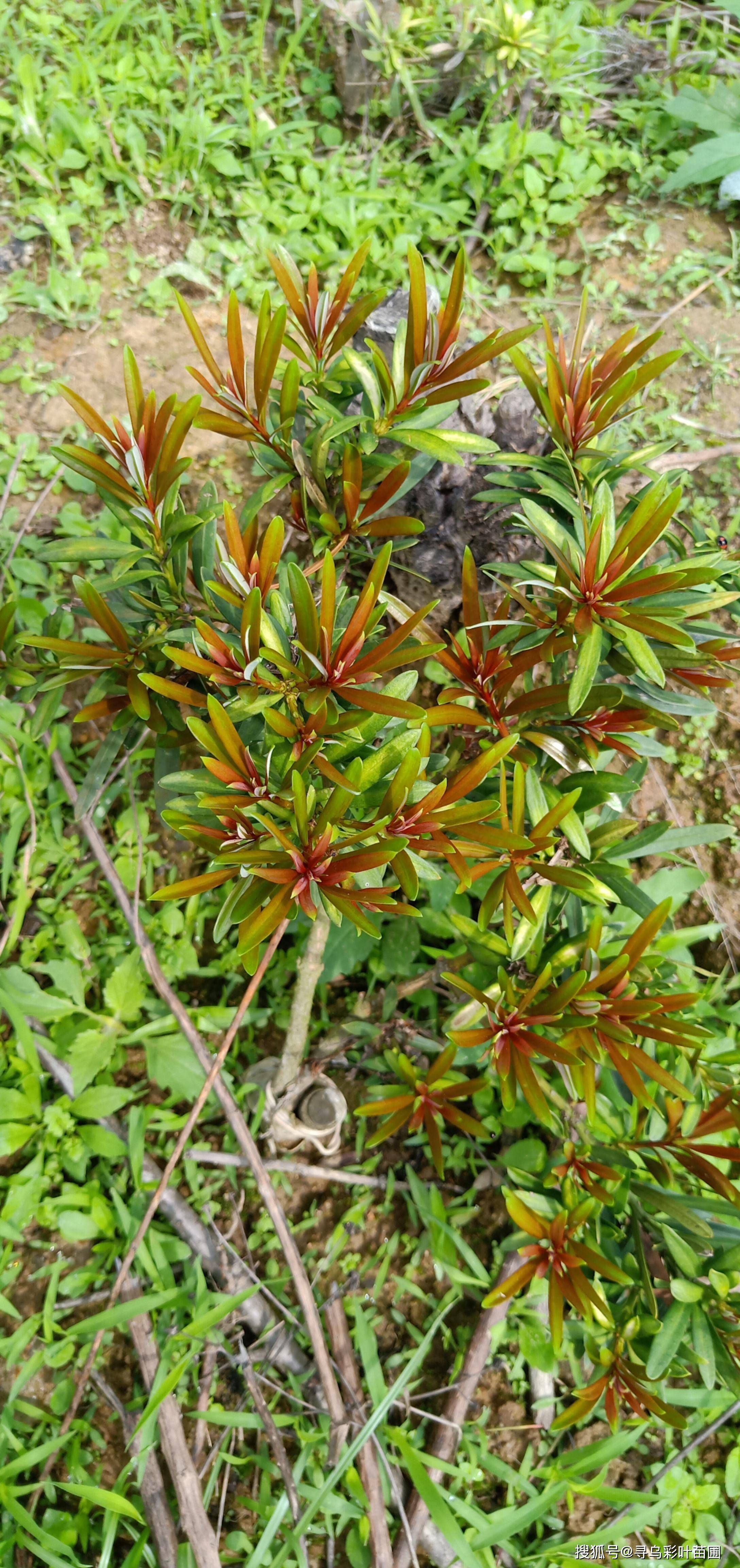 海岛小叶四季红芽罗汉松太子妃