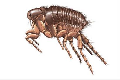 狗狗身上常见的体外寄生虫——跳蚤