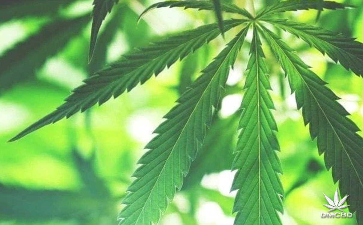 国外大麻植物从种子到cbd油的全部过程cbdoil