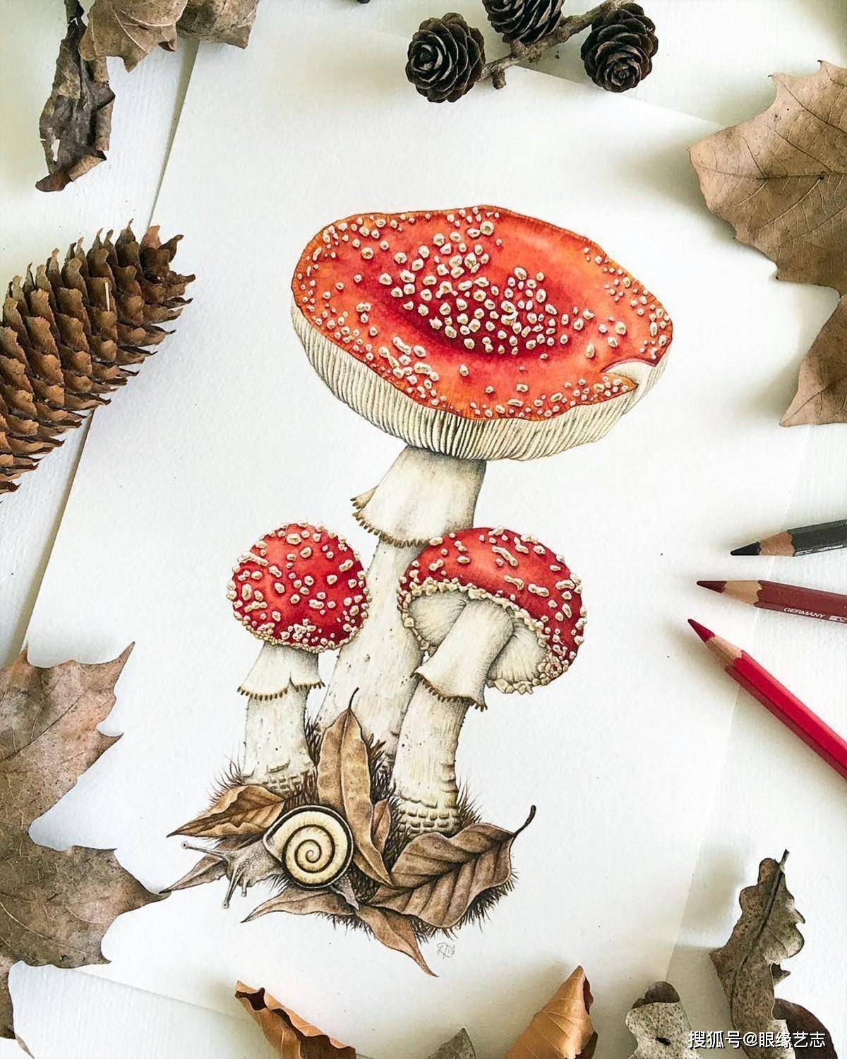 用彩铅画植物,但我们真的懂写实么?自然艺术家的像与不像_手机搜狐网