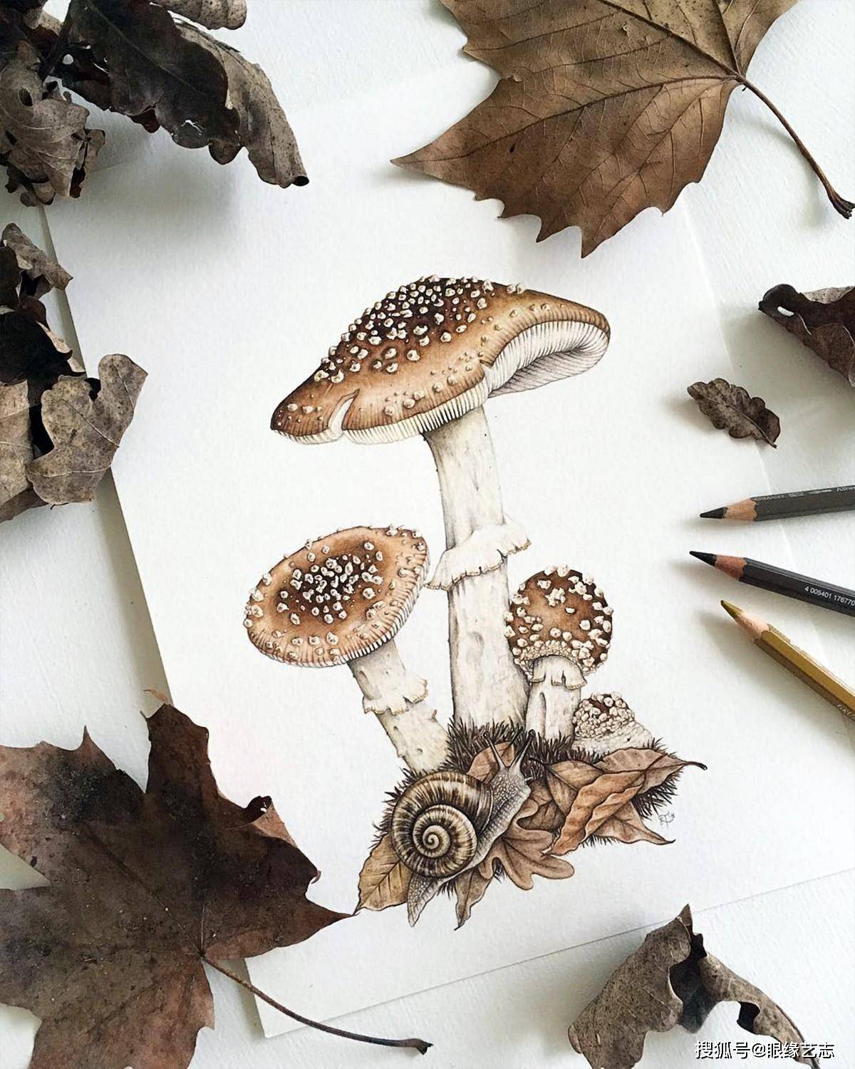 用彩铅画植物,但我们真的懂写实么?自然艺术家的像与不像_手机搜狐网