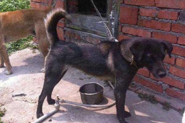 凉山犬顾名思义就是生于中国四川凉山州的特有犬种,也被叫做撵山狗