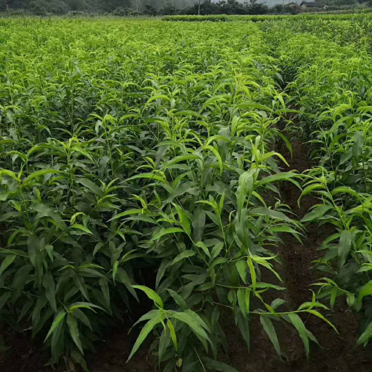 猕猴桃苗价格 猕猴桃嫁接时间与管理方法