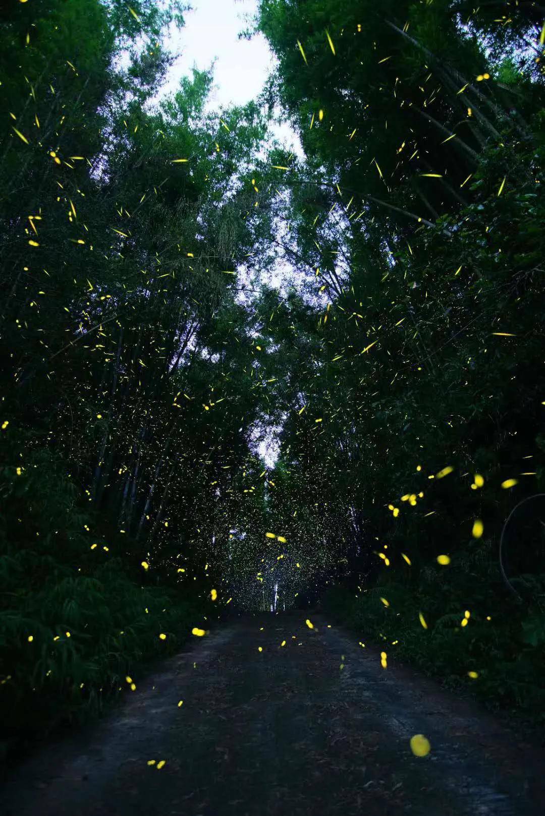 又到了看萤火虫的季节广东夜观圣地大盘点寻路记