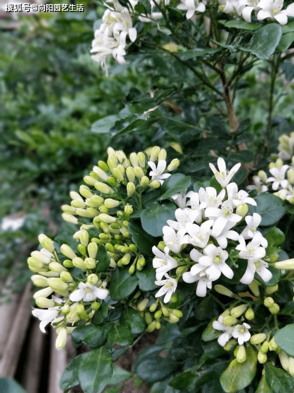 姥姥家養的九里香,已經9年了,滿樹開白花,花香濃郁葉子亮