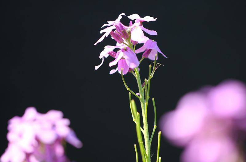 一片小小的园子,游人如织.