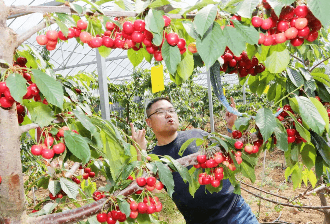 大杭州本塘车厘子,想摘送你采摘券,想吃快递送上门!