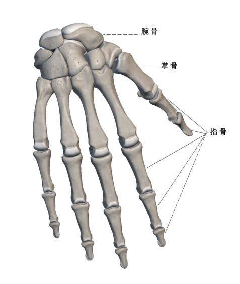 申少解读 | 手部结构解剖分析与讲解_手指