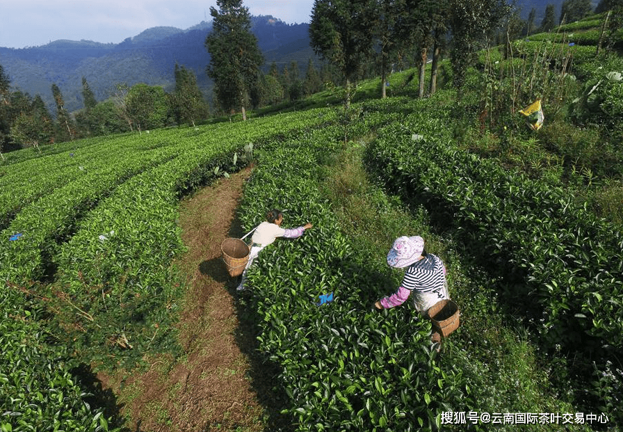 思茅产区百科