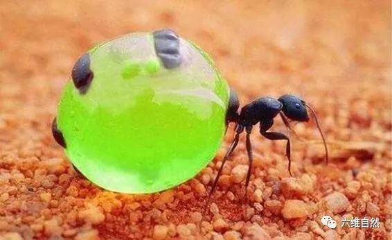 原创美洲中一种很有趣蚂蚁,比蜜蜂更善储蜜,蚁肚会随食物颜色而变色
