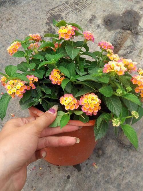 原创盆栽五色梅,花色美丽,嫩枝柔软,要如何管理呢?