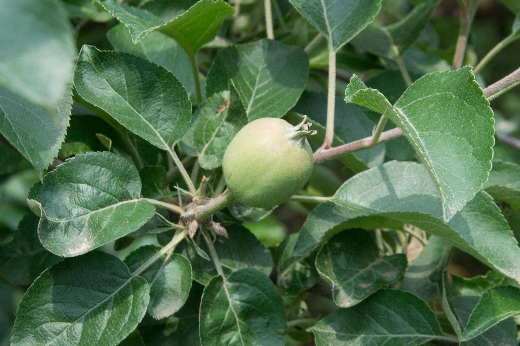 苹果树要如何进行疏果,不要只看理论,根据实际很重要