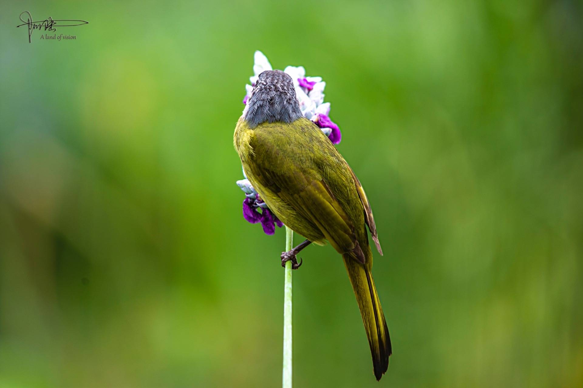 这种鸟在杭州有很多有时在小区和公园里也能看见