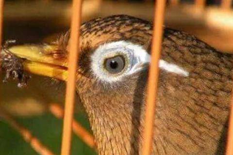 促进画眉鸟鸣叫的1,2,3 ?_手机搜狐网