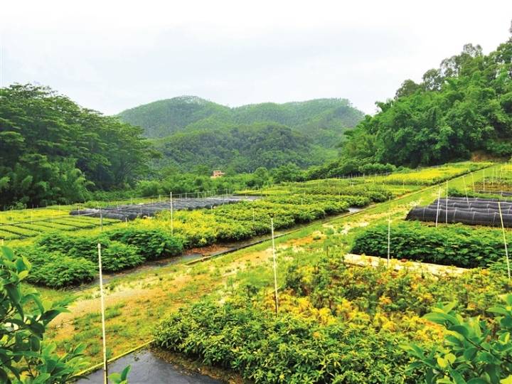 广西中药材种植图片