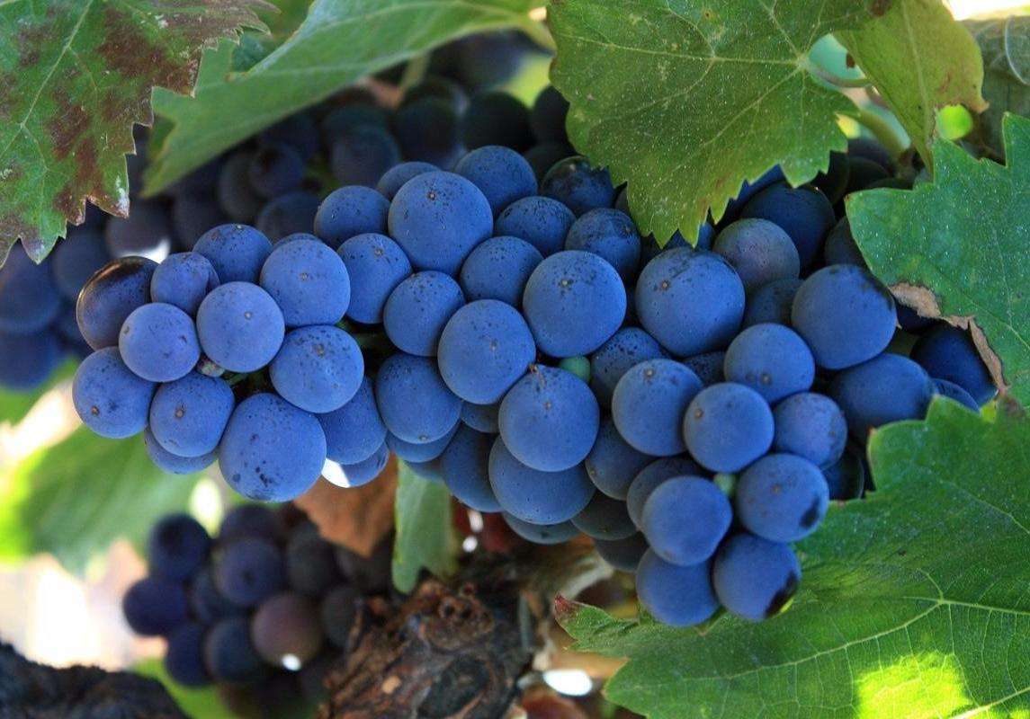 赤霞珠葡萄品种