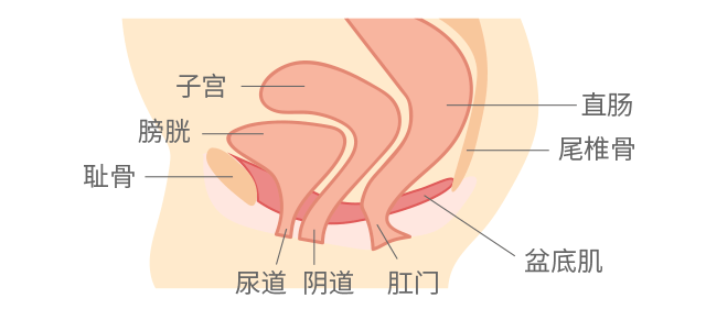 打个喷嚏就漏尿,这是怎么回事?