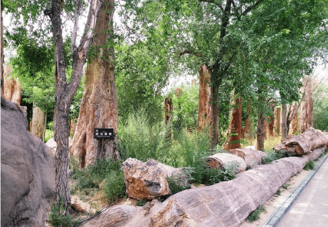 走進新疆野馬生態園,看到歷史悠久的硅化木!你覺得這趟旅遊值嗎?