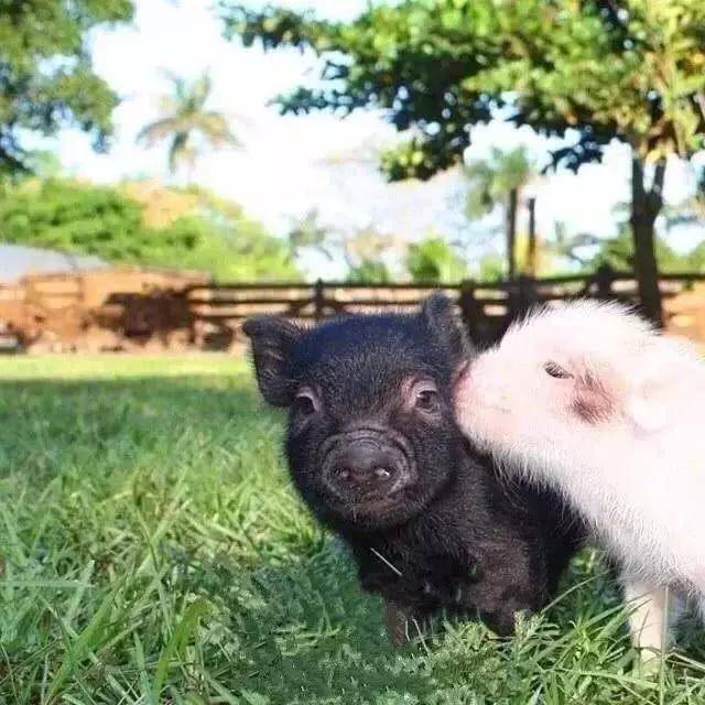 两只猪的照片亲密的图片