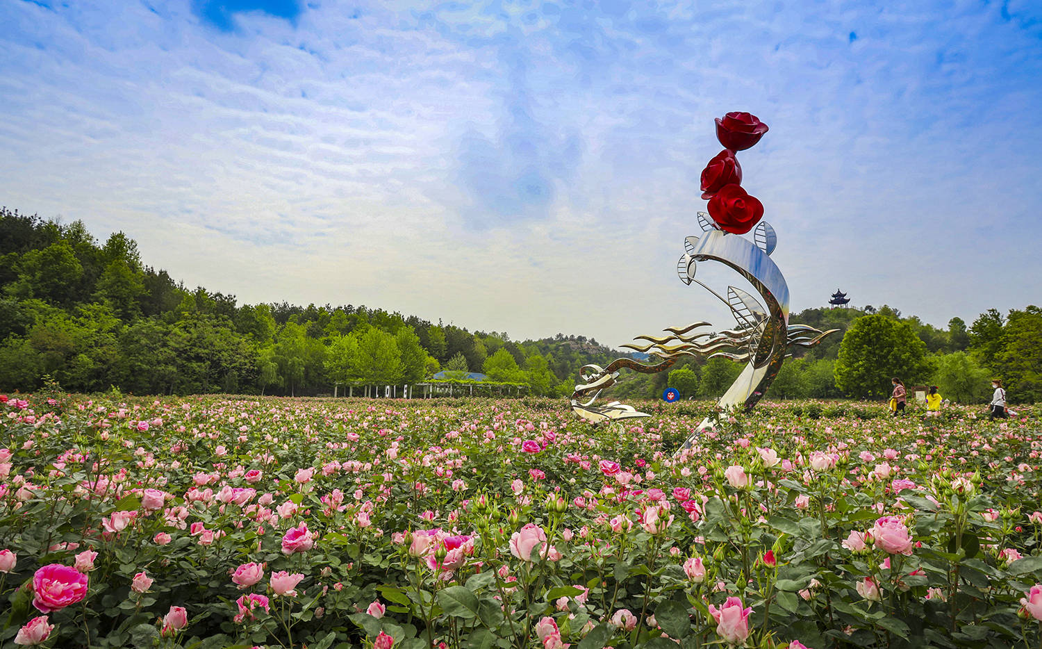 "六一"再赴木兰玫瑰园,圆一场今生的情缘