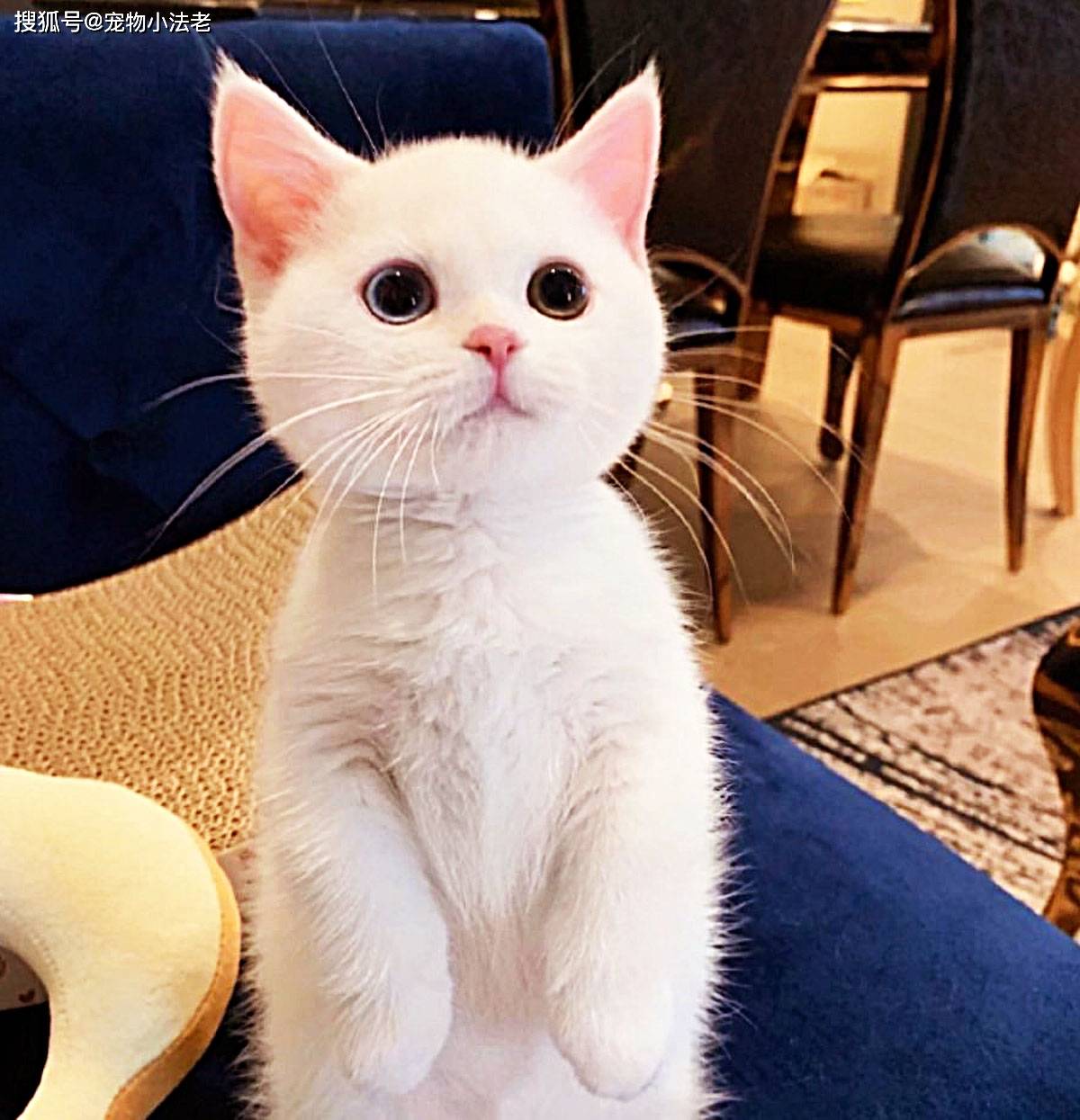 原创1只小猫被人称为"小仙猫",凭借自己高颜值,俘获众多网友的心