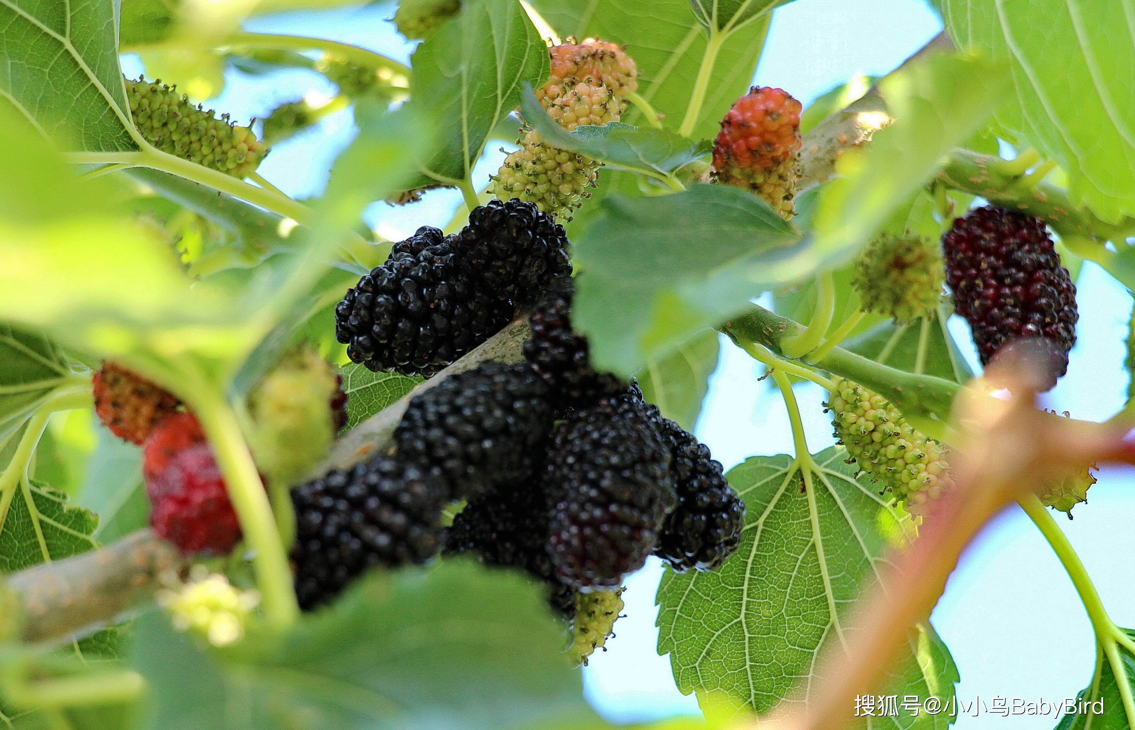 甜美!胶东半岛昆嵛山的大桑葚