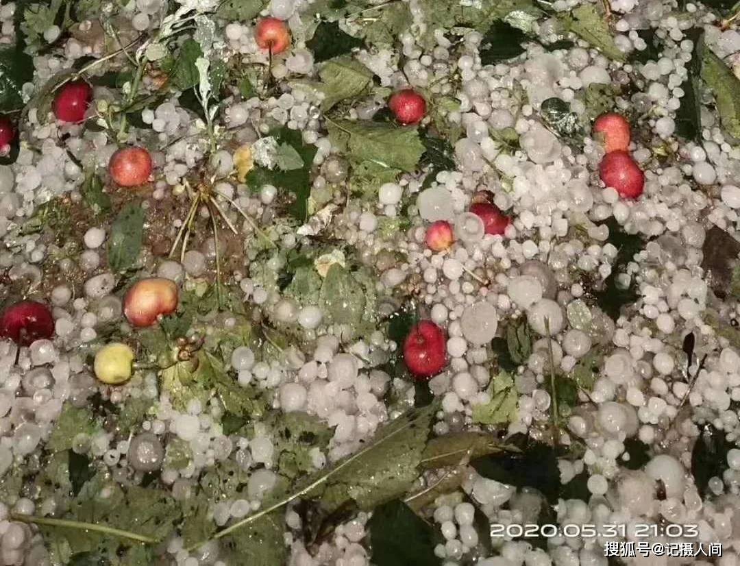 甘肃天水多地遭遇冰雹灾害,果农樱桃一夜被毁_秦州区