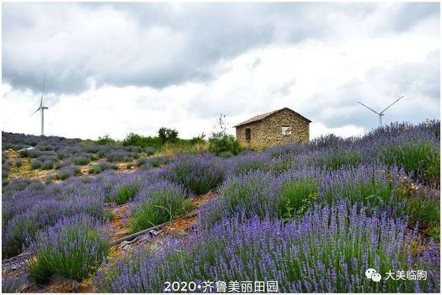 临朐九山宋香园已成花的海洋