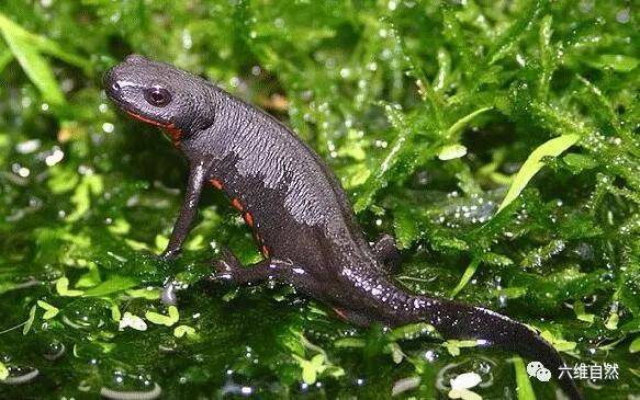 东方蝾螈被称为火蜥蜴,或许和它的体色有关,东方蝾螈的背部是偏向黑色
