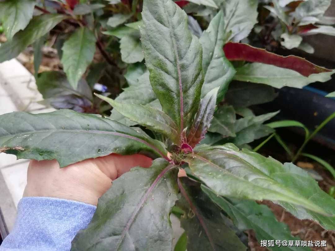 泉州阿嫲的药膳,天青地红也美味