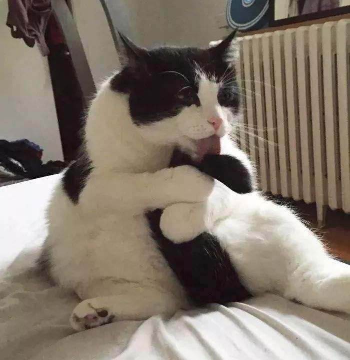 猫咪"舔毛"的姿势,有多高难度?_行为