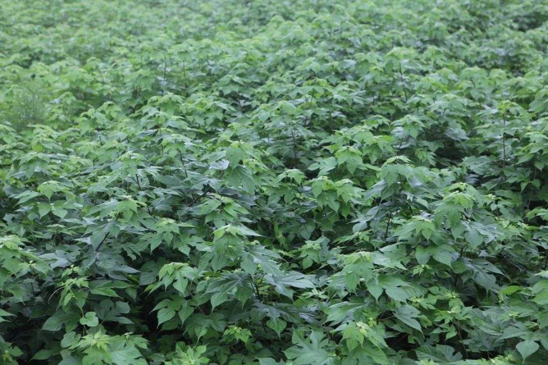优质的饲料:构树生长速度奇快,树叶可以加工成为饲料,能够为养殖业