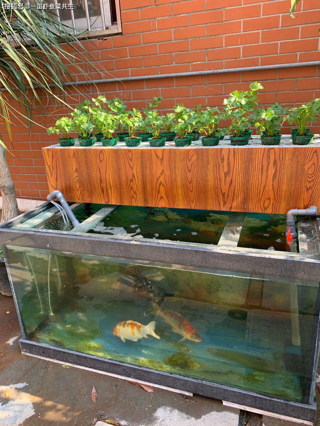 成品到家贴膜和水泵总搞不好,鱼菜共生门槛有多高_手机搜狐网